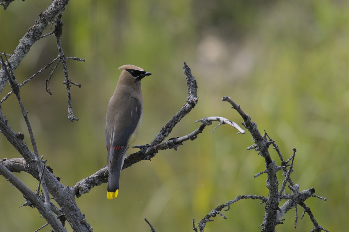 Cedar Waxwing - ML623417224