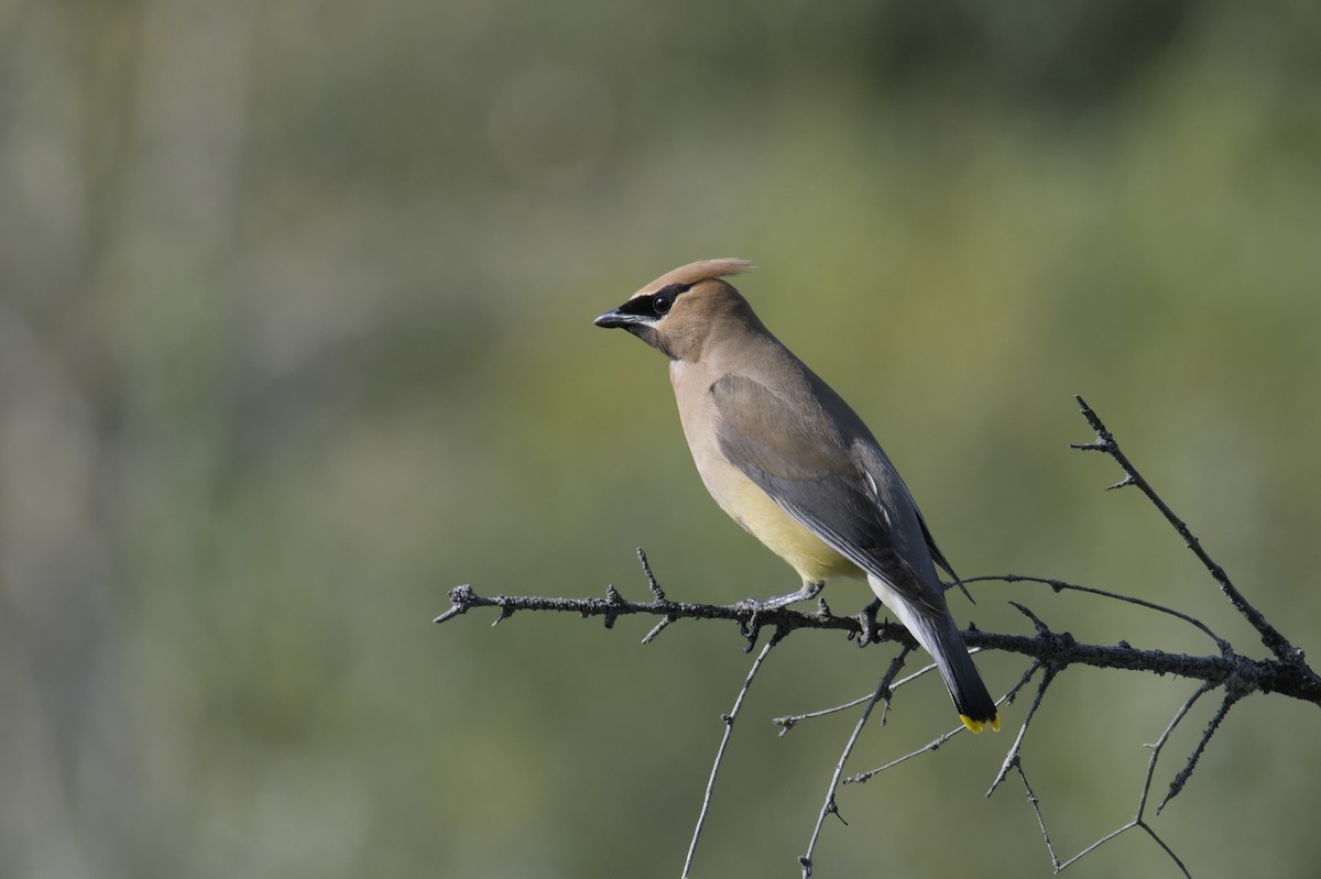 Cedar Waxwing - ML623417225