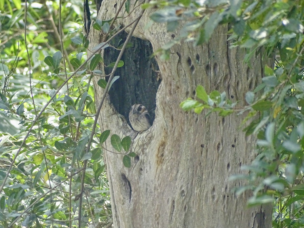 Australian Owlet-nightjar - ML623417227