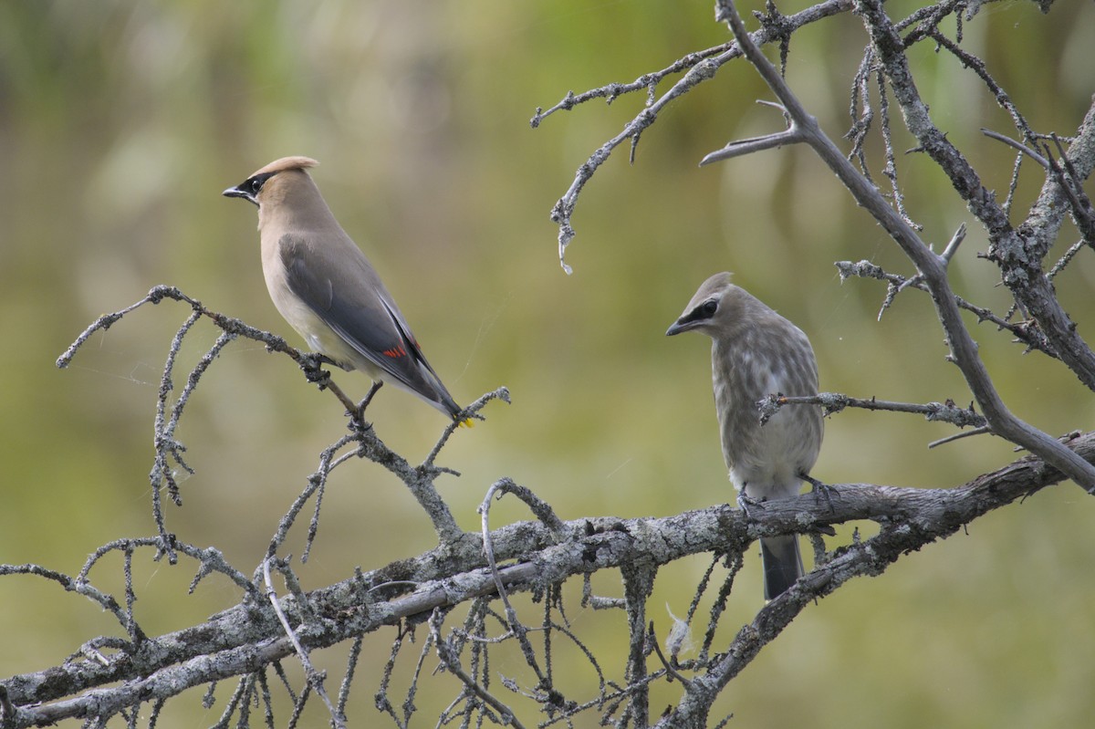 Cedar Waxwing - ML623417228