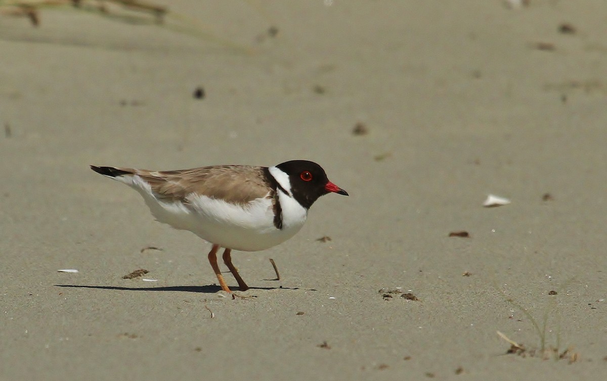 Hooded Plover - ML623417229