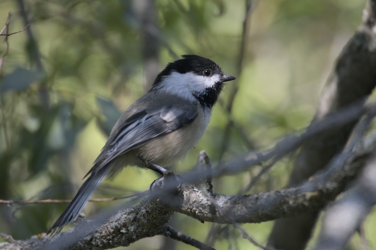 Black-capped Chickadee - ML623417232