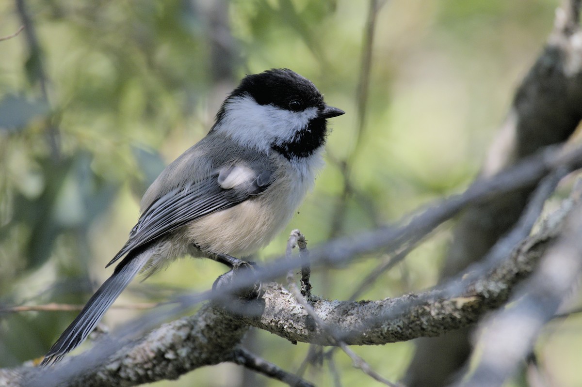 Black-capped Chickadee - ML623417233