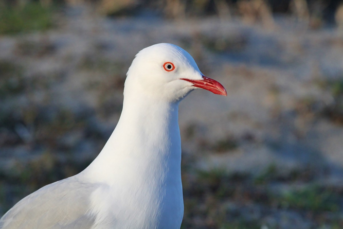 Mouette argentée - ML623417238