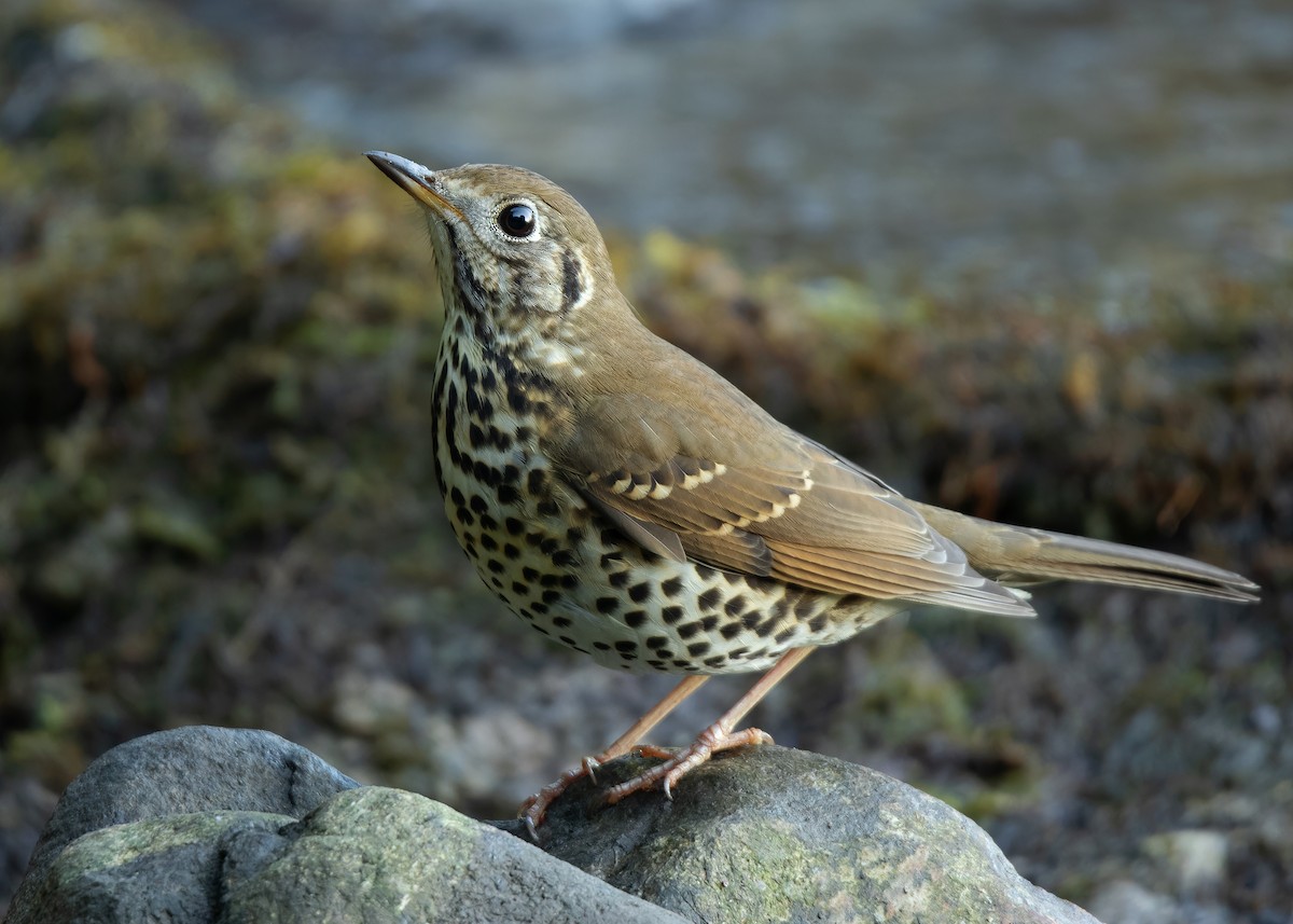 Chinese Thrush - ML623417248