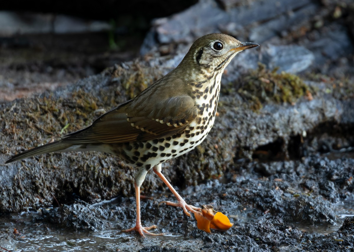 Chinese Thrush - ML623417249