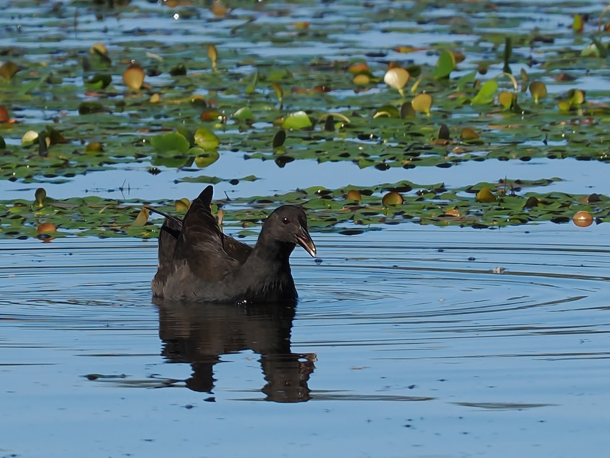 Dusky Moorhen - ML623417260