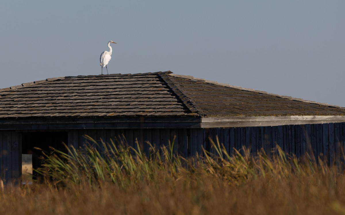 Great Egret - ML623417283