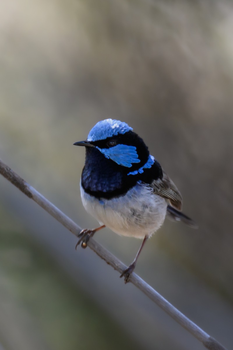 Superb Fairywren - Eric Yeo