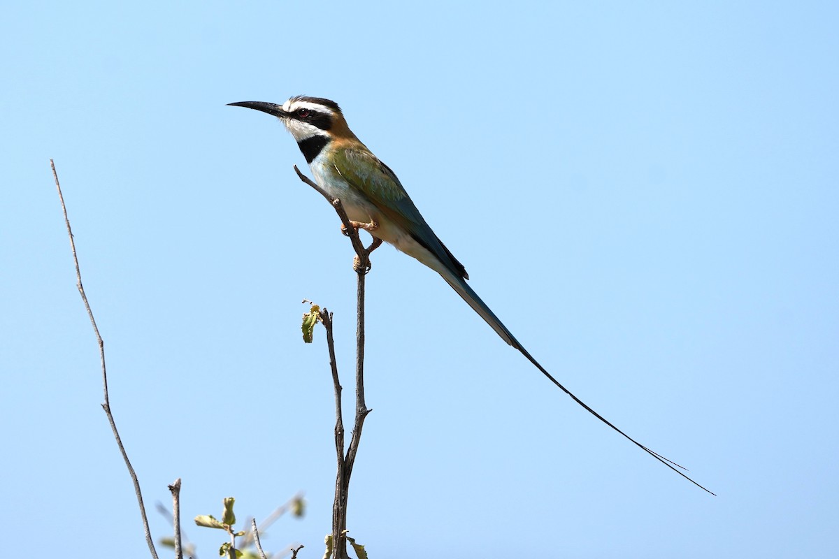 White-throated Bee-eater - ML623417285