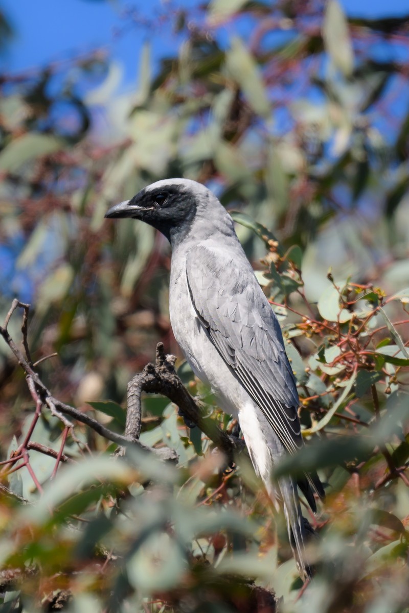 Black-faced Cuckooshrike - ML623417286