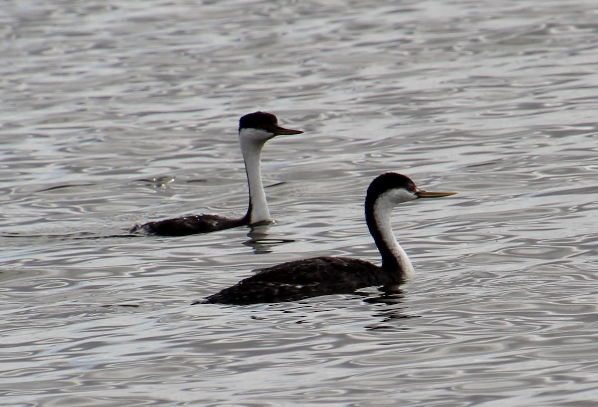 Western Grebe - Elaine Cassidy