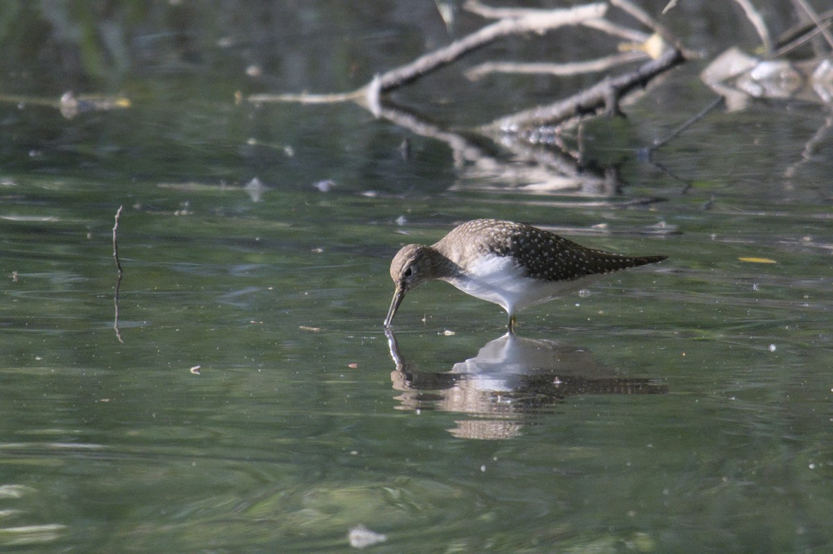 Solitary Sandpiper - Michael Drevininkas