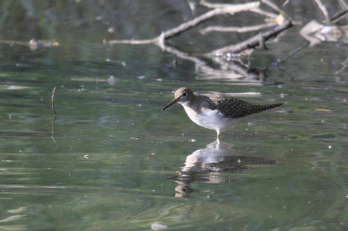 Solitary Sandpiper - Michael Drevininkas