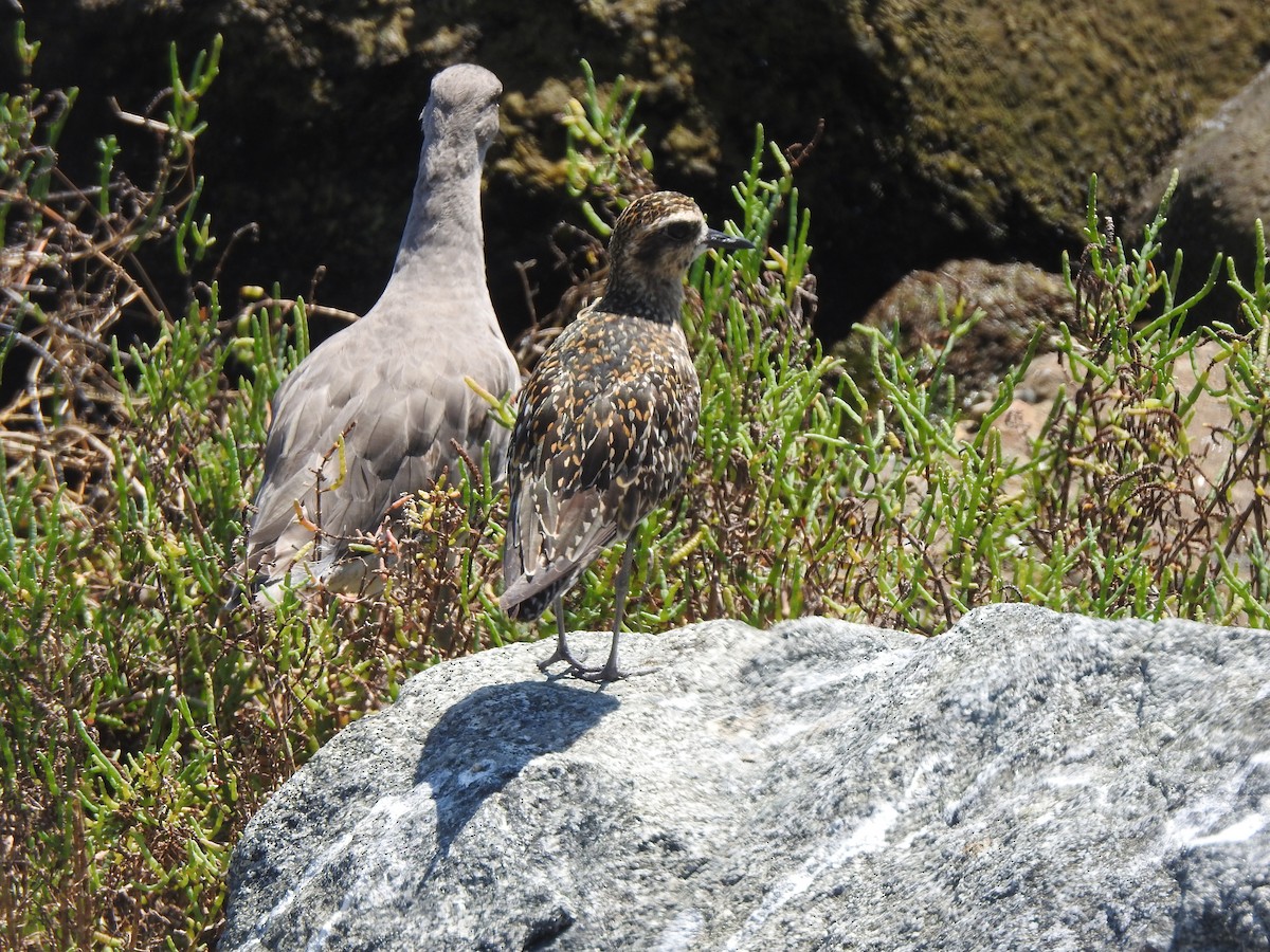 Pacific Golden-Plover - ML623417340