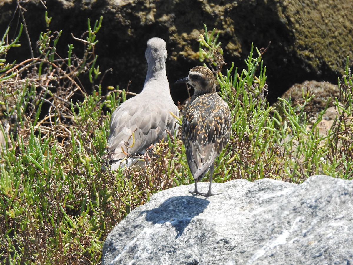 Pacific Golden-Plover - ML623417341