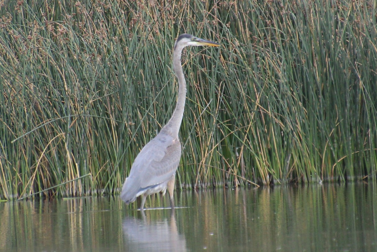 Great Blue Heron - ML623417359