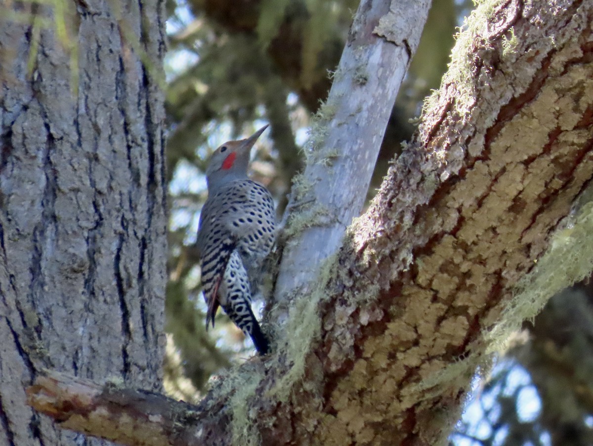 Northern Flicker - Petra Clayton