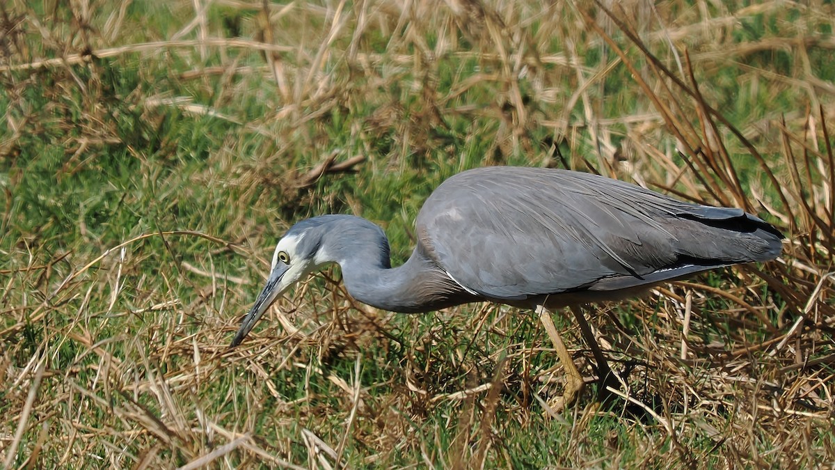 White-faced Heron - ML623417393