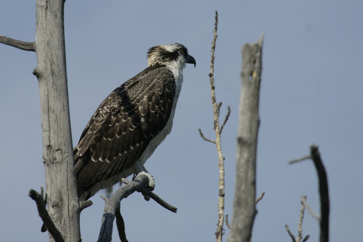 Osprey - Michael Drevininkas