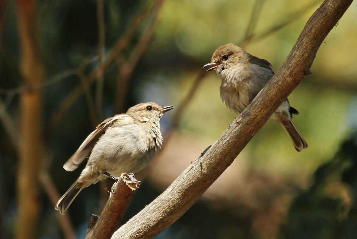 Dusky Robin - ML623417423