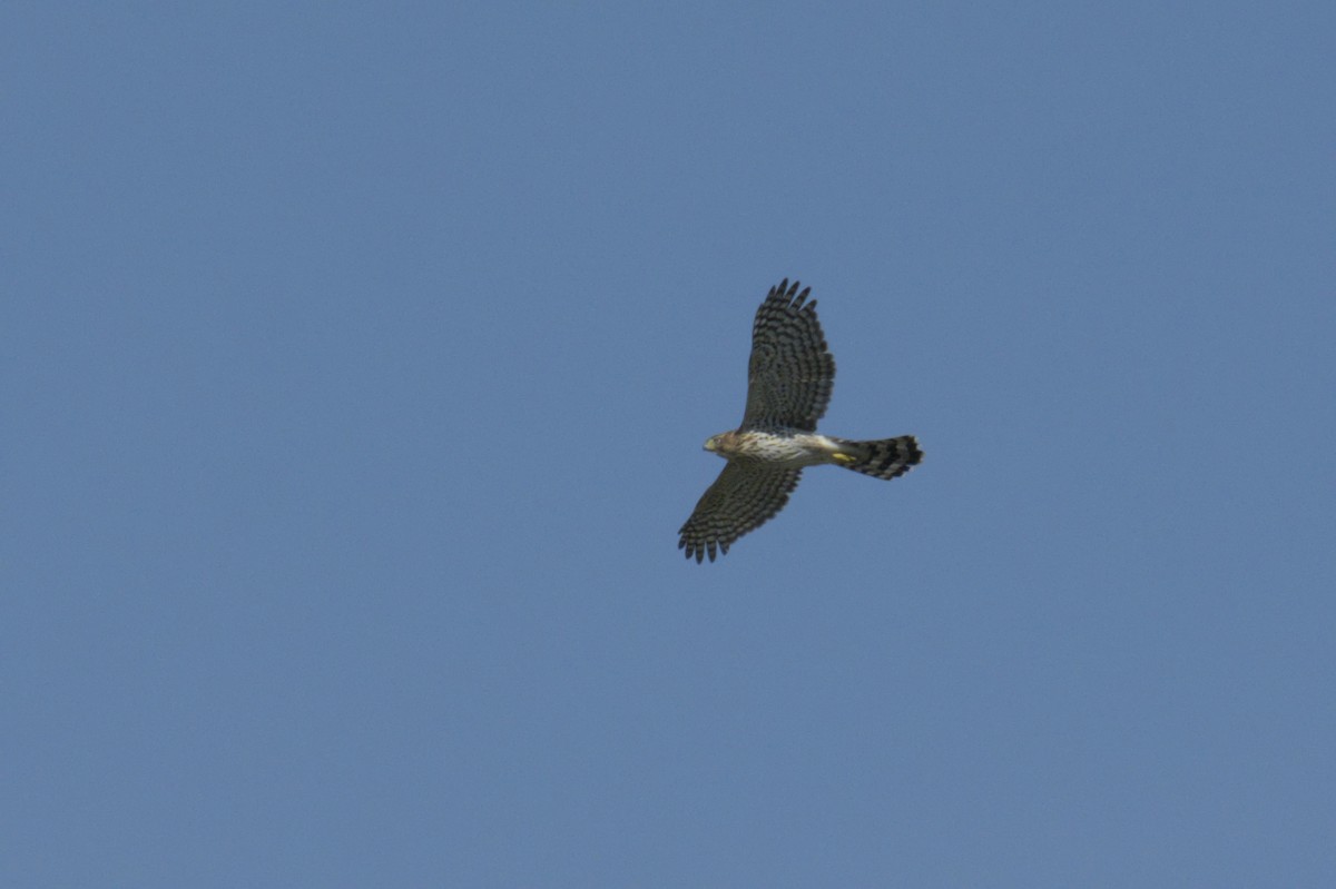 Cooper's Hawk - ML623417424