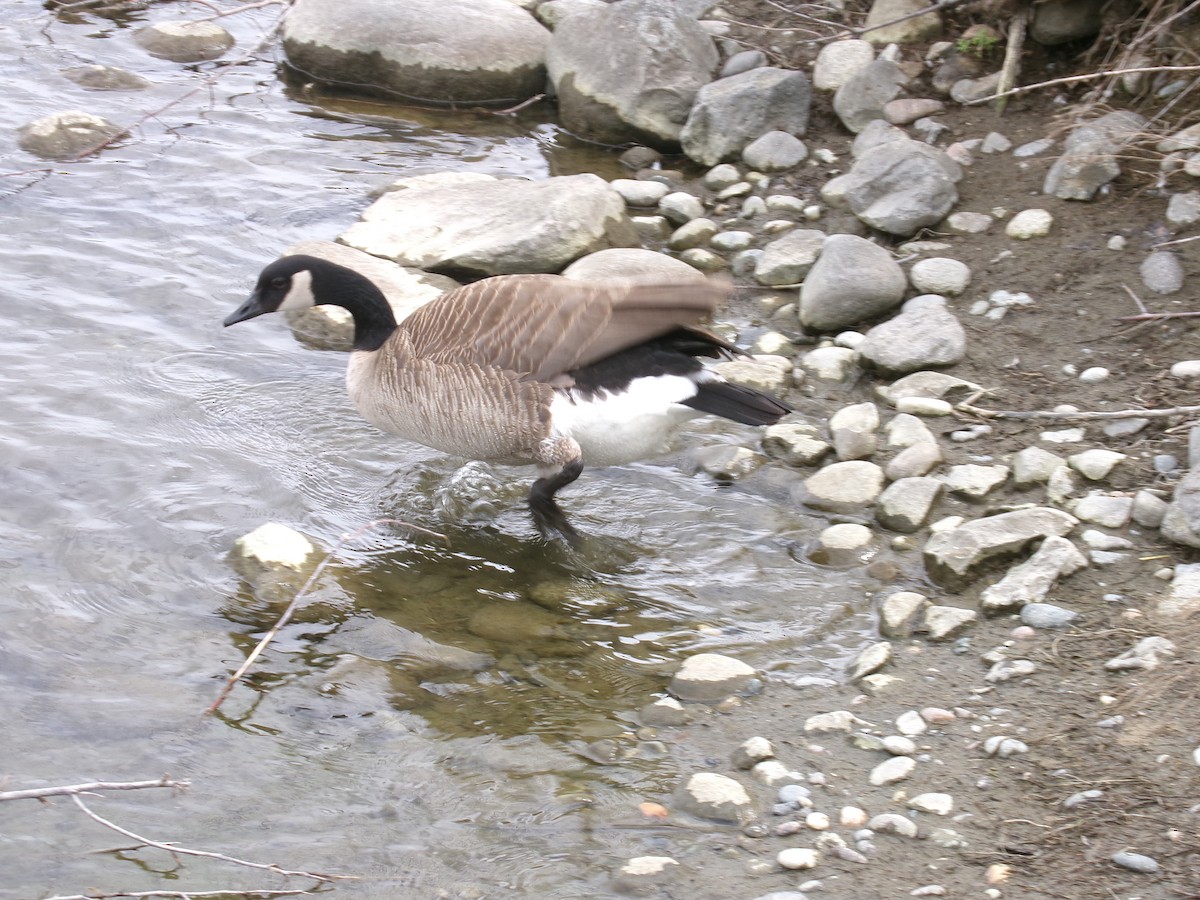 Canada Goose - Michael Rega