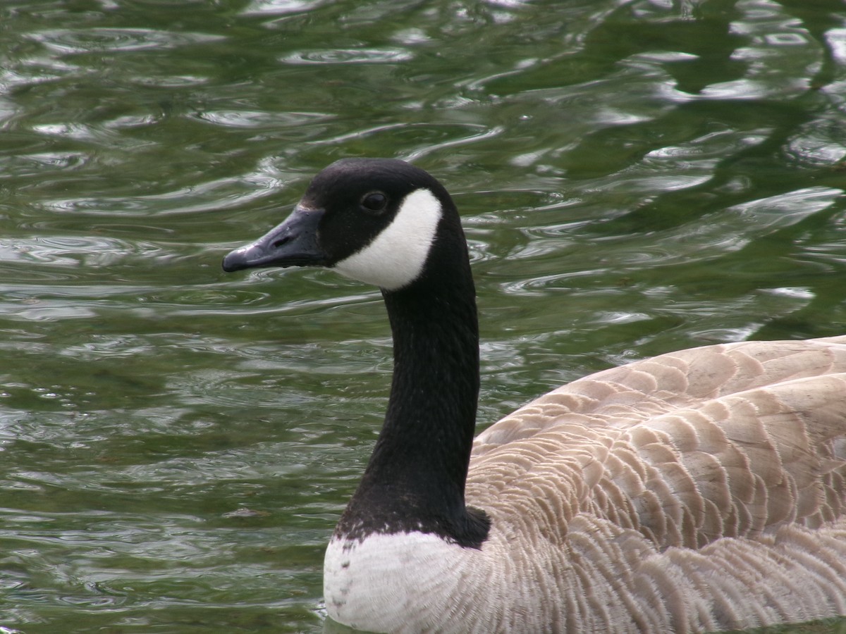 Canada Goose - ML623417487