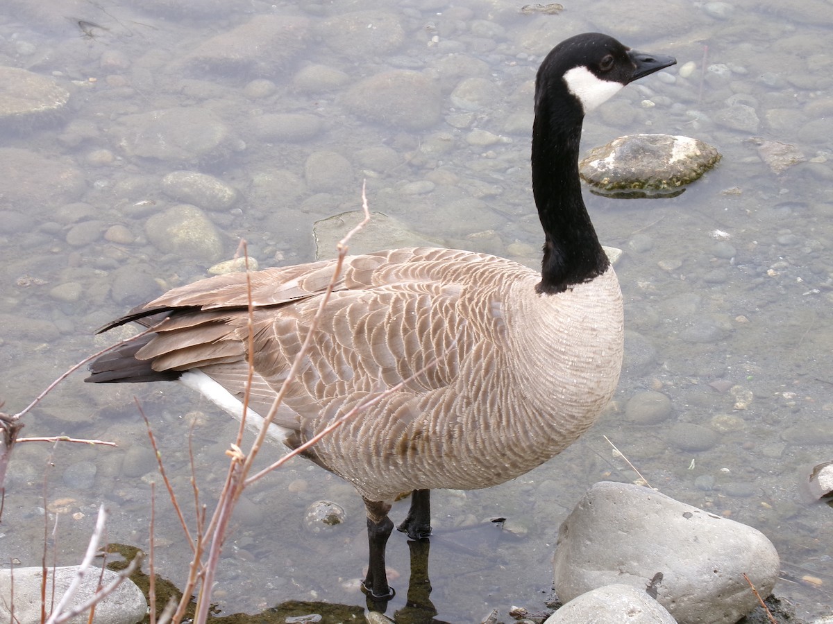 Canada Goose - ML623417489