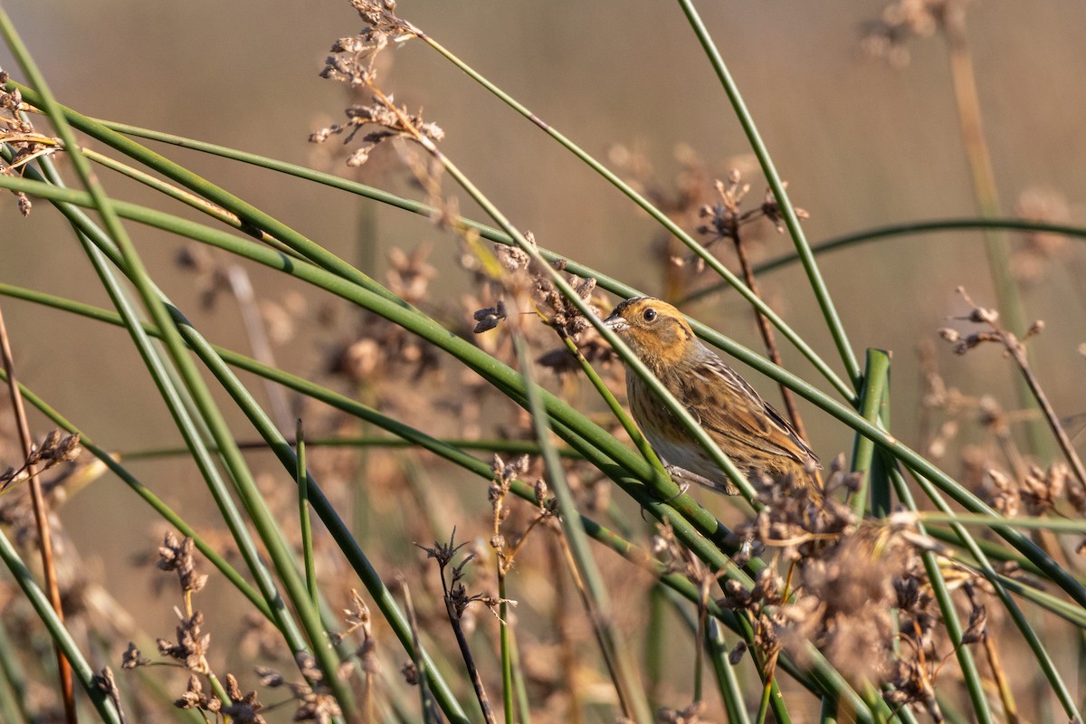 Nelson's Sparrow - ML623417513