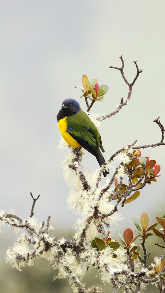 Black-chested Mountain Tanager - ML623417522