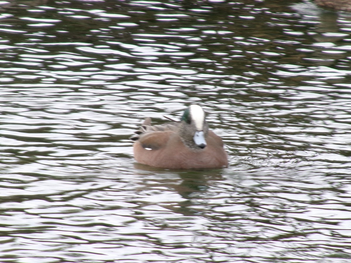 American Wigeon - ML623417525