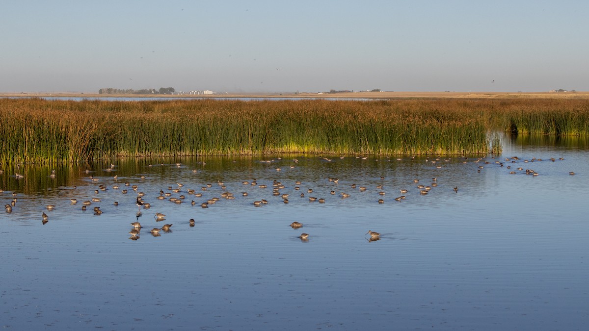 Long-billed Dowitcher - ML623417526