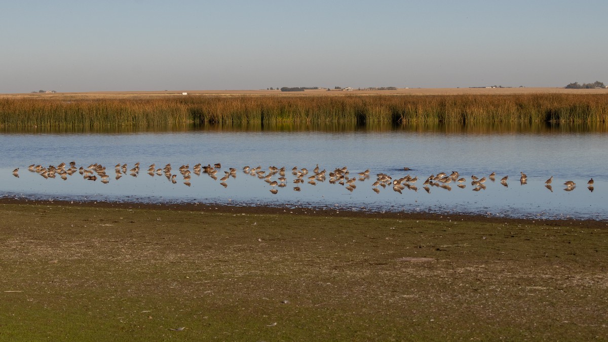 Long-billed Dowitcher - ML623417527