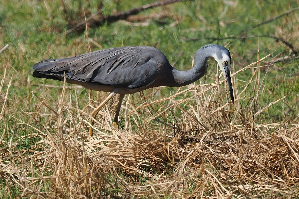 White-faced Heron - ML623417556