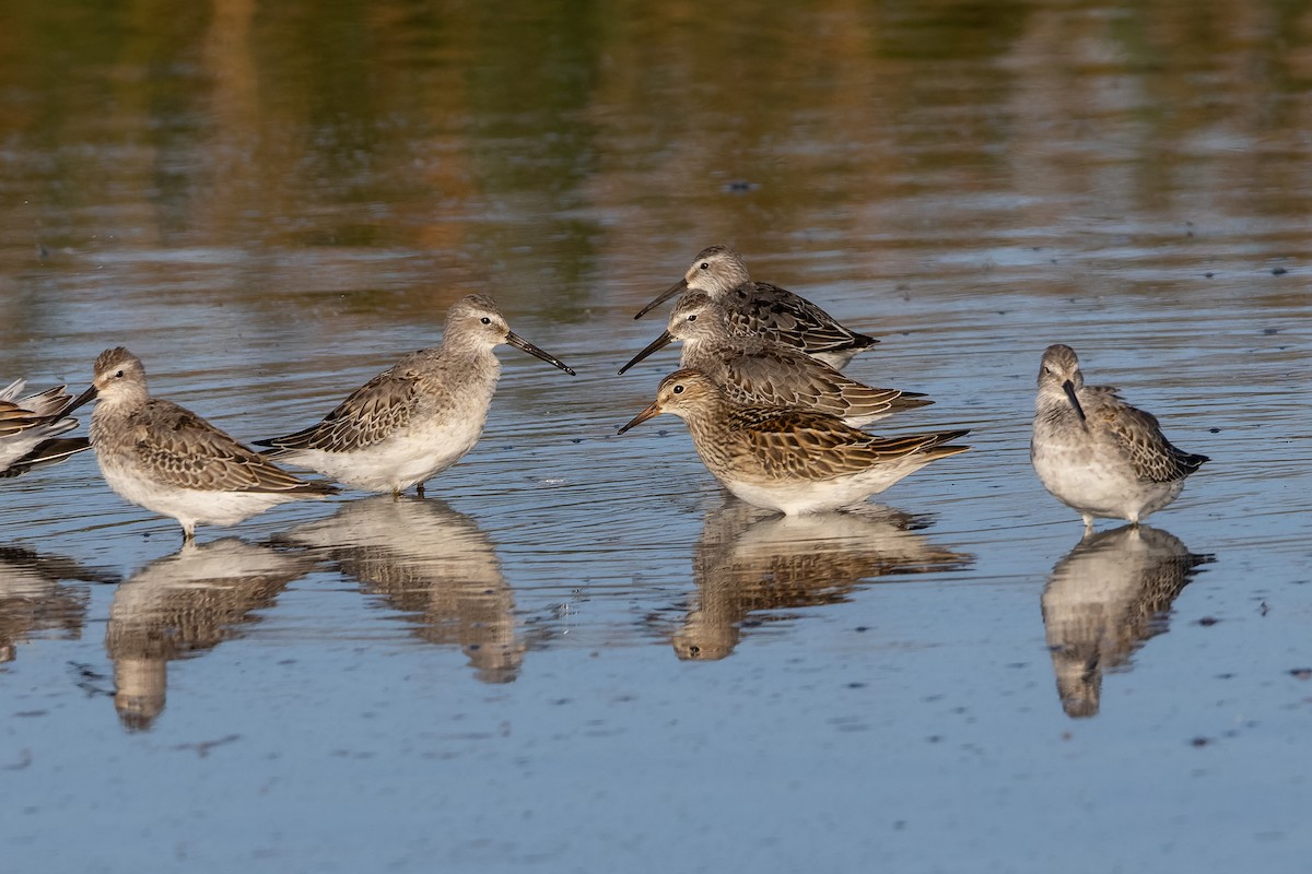 Pectoral Sandpiper - ML623417557