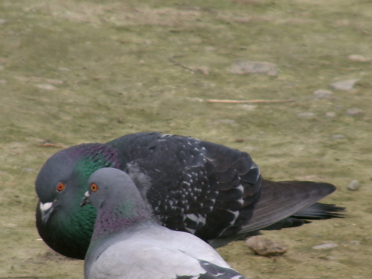 Rock Pigeon (Feral Pigeon) - ML623417567