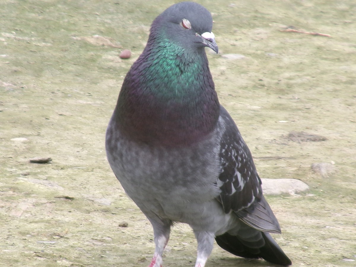 Rock Pigeon (Feral Pigeon) - ML623417570