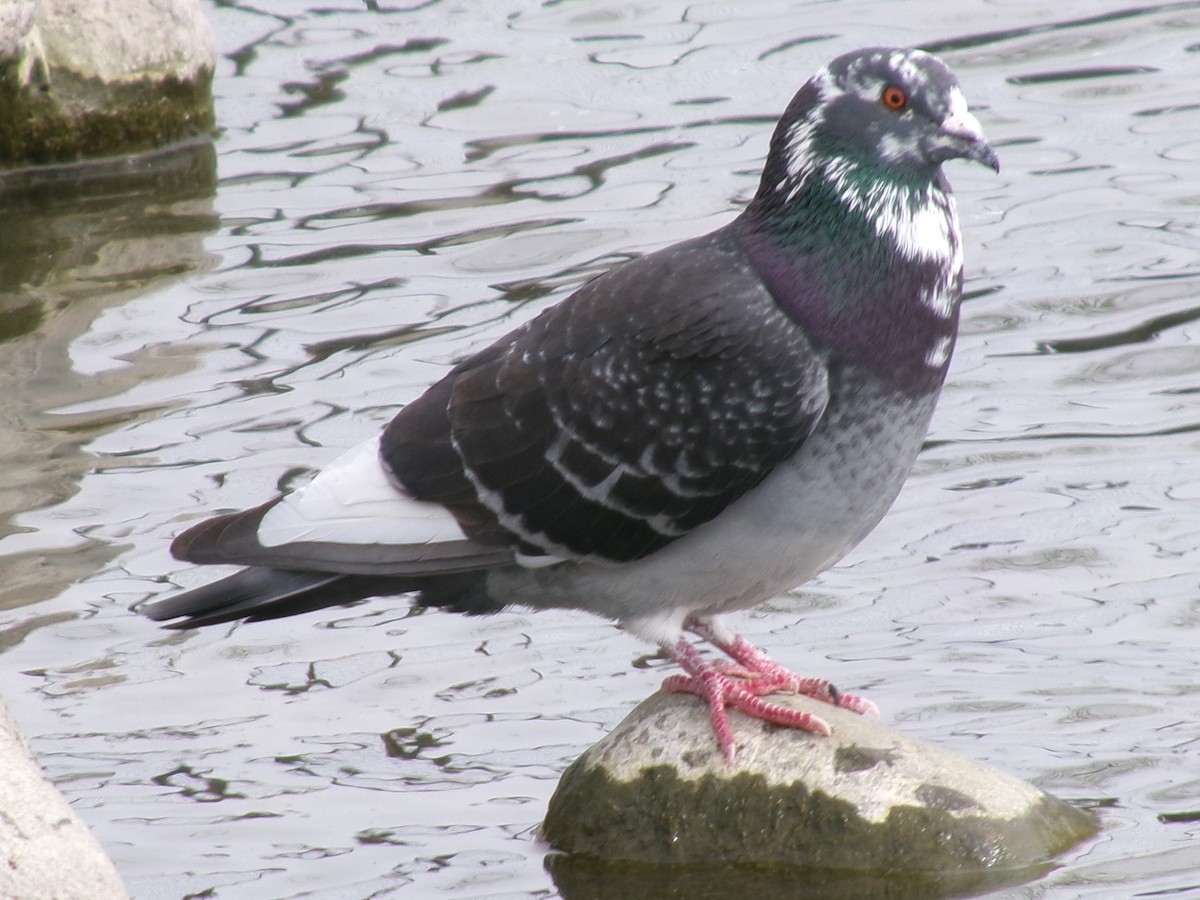 Rock Pigeon (Feral Pigeon) - ML623417572