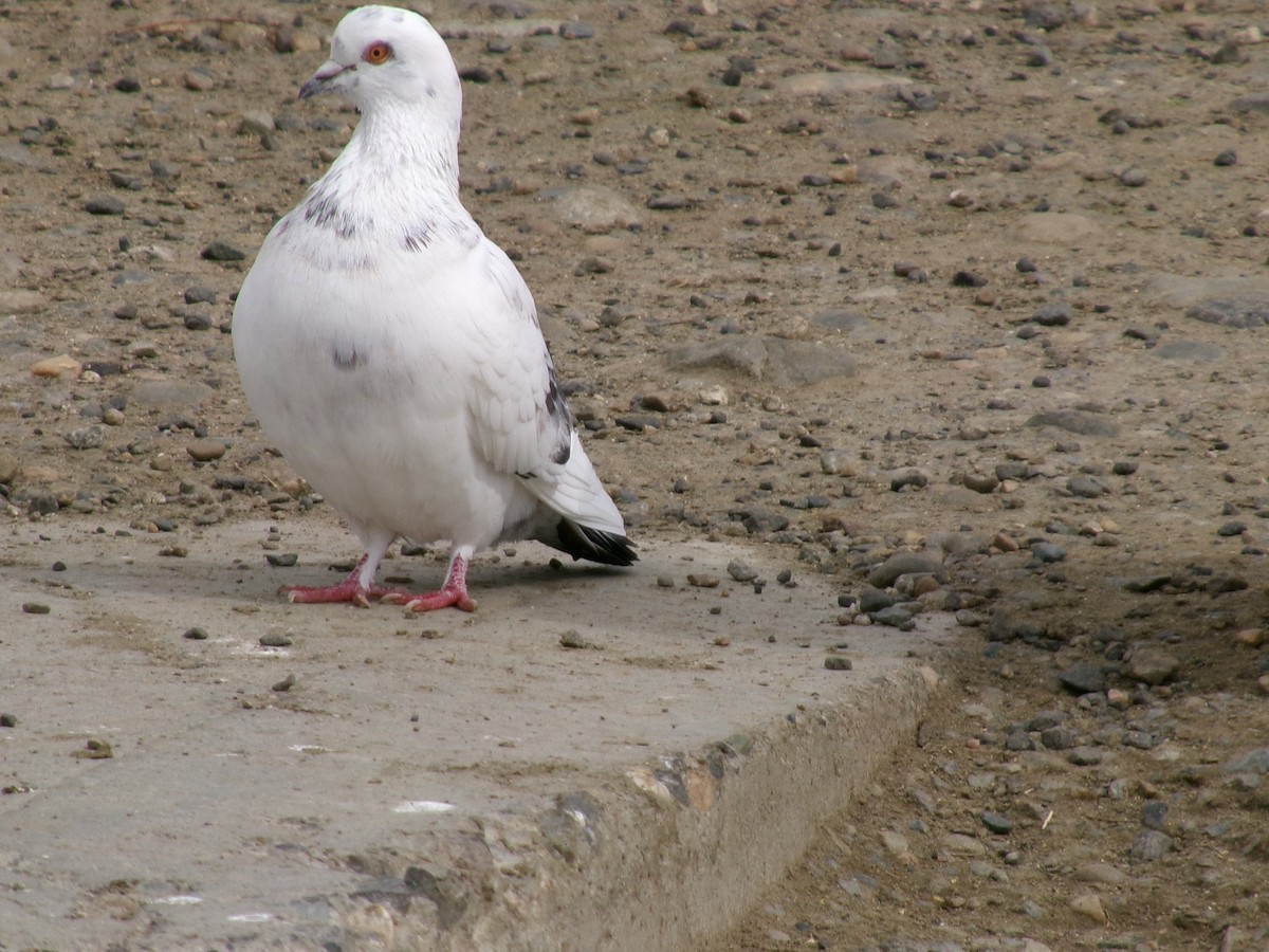 Rock Pigeon (Feral Pigeon) - ML623417575