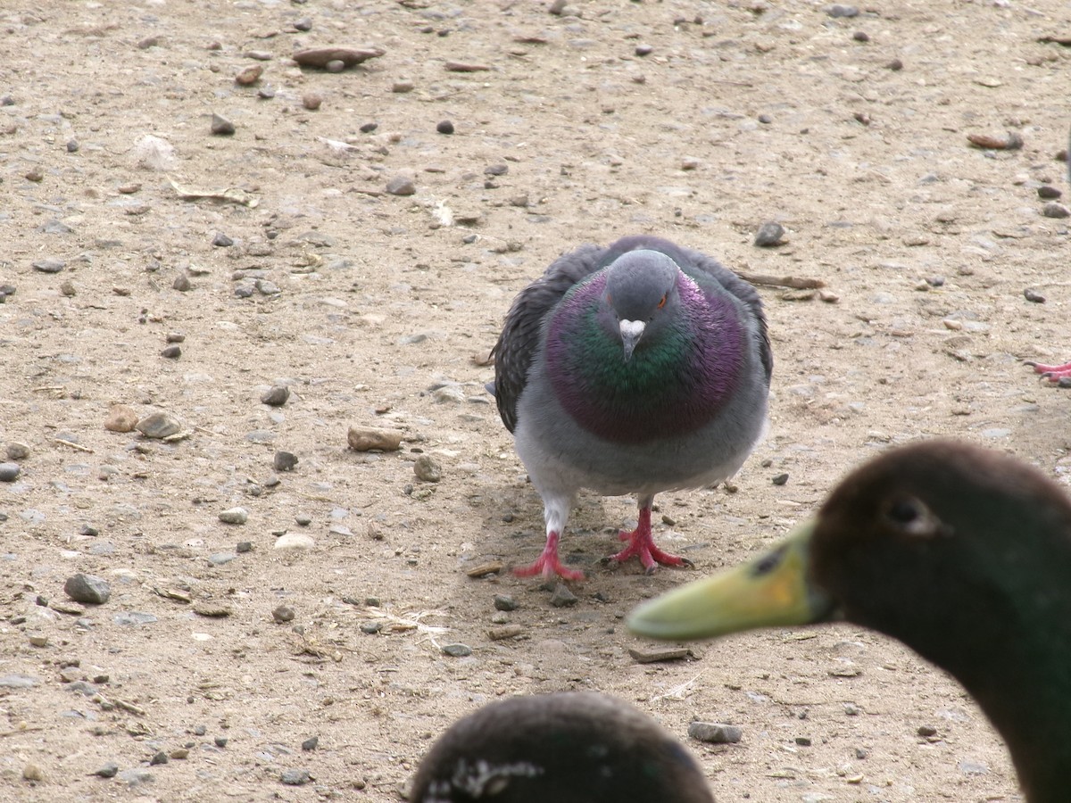 Rock Pigeon (Feral Pigeon) - ML623417577