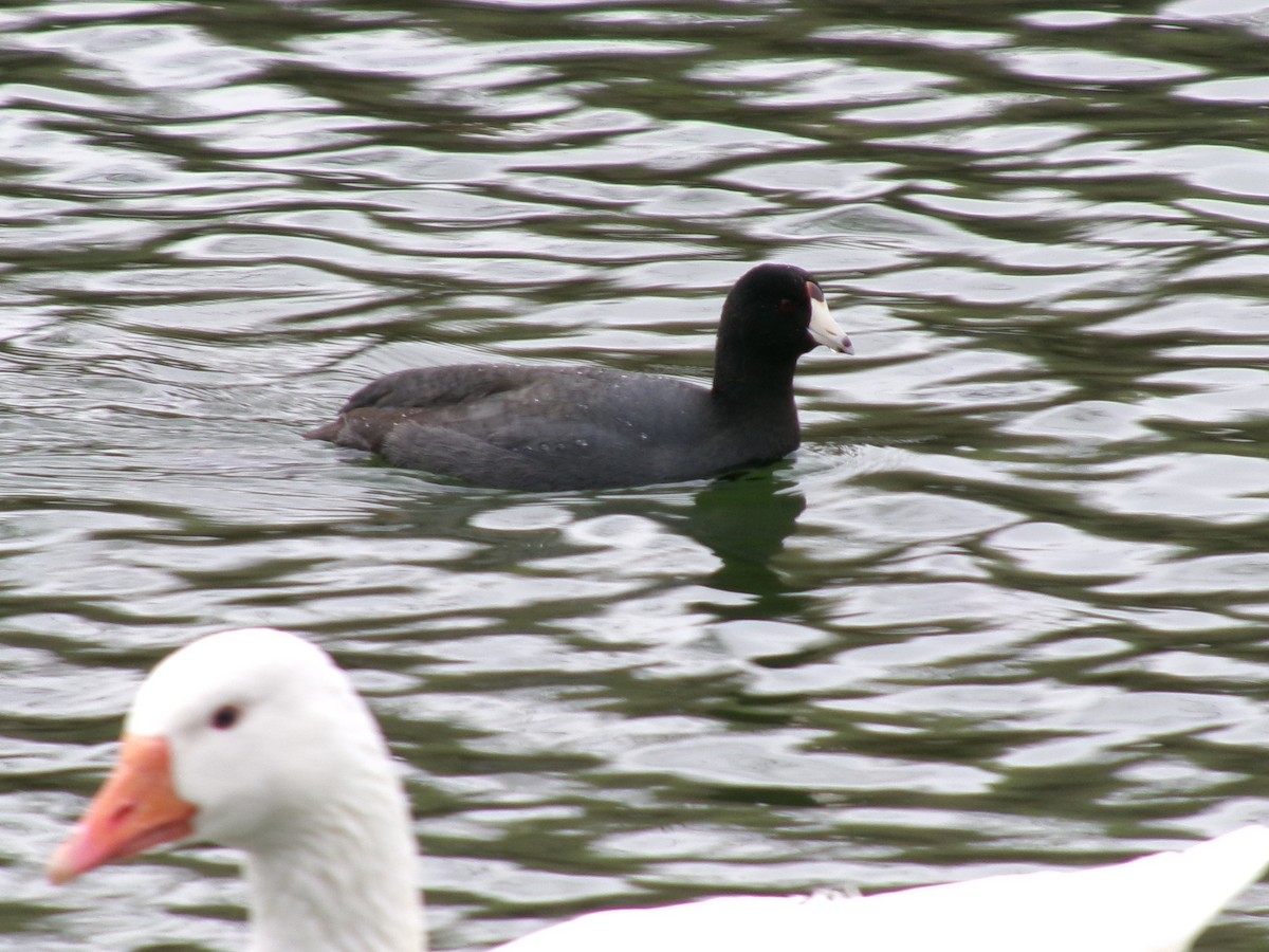 American Coot - ML623417598