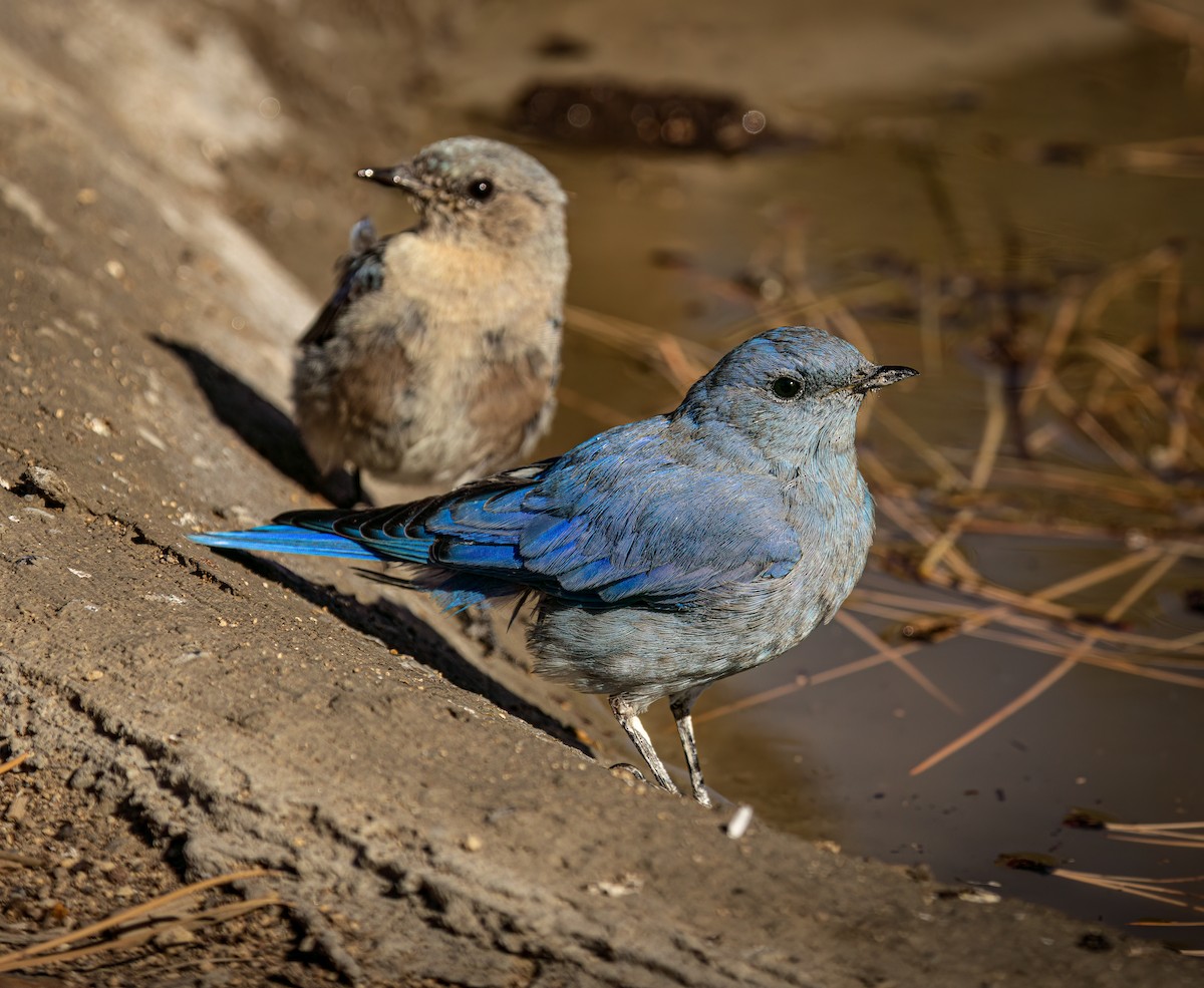 Mountain Bluebird - ML623417617