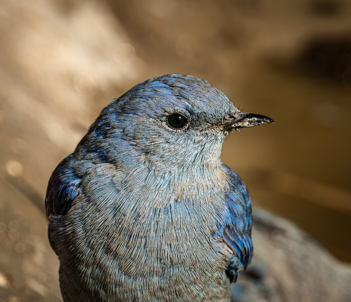 Mountain Bluebird - Nick Viani