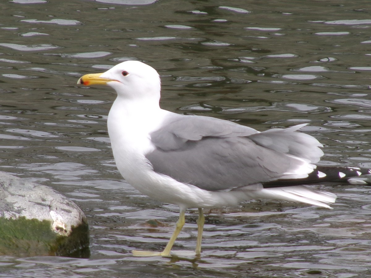 California Gull - ML623417619