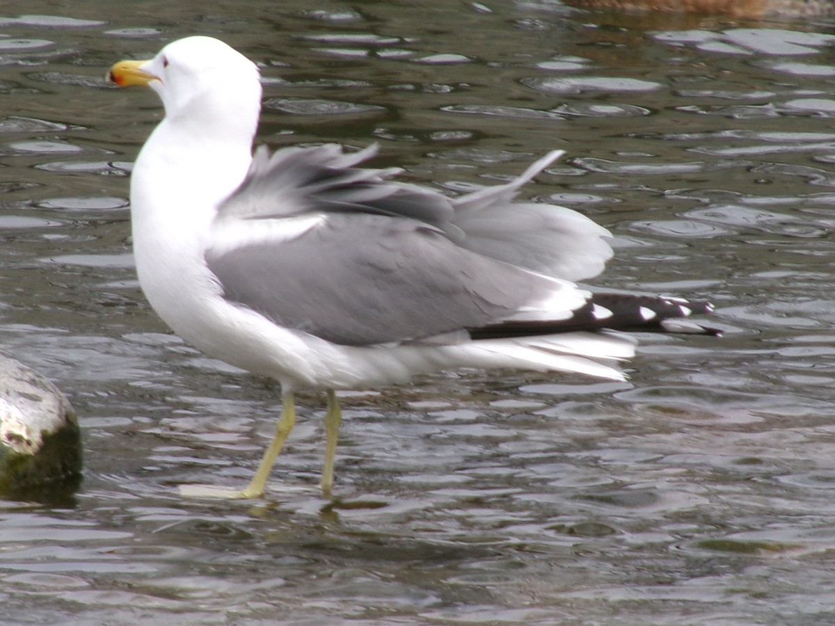 California Gull - ML623417620