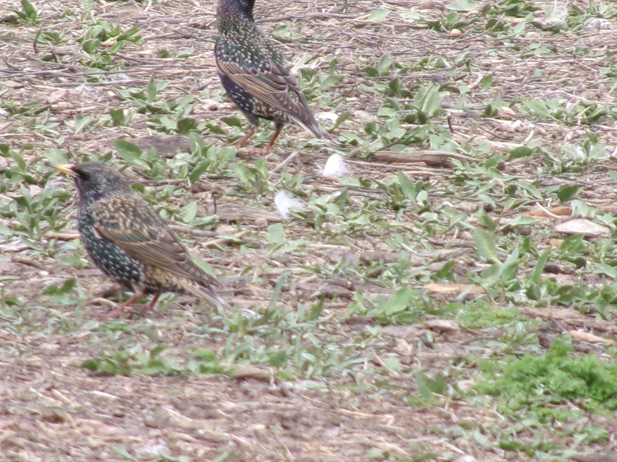 European Starling - ML623417632