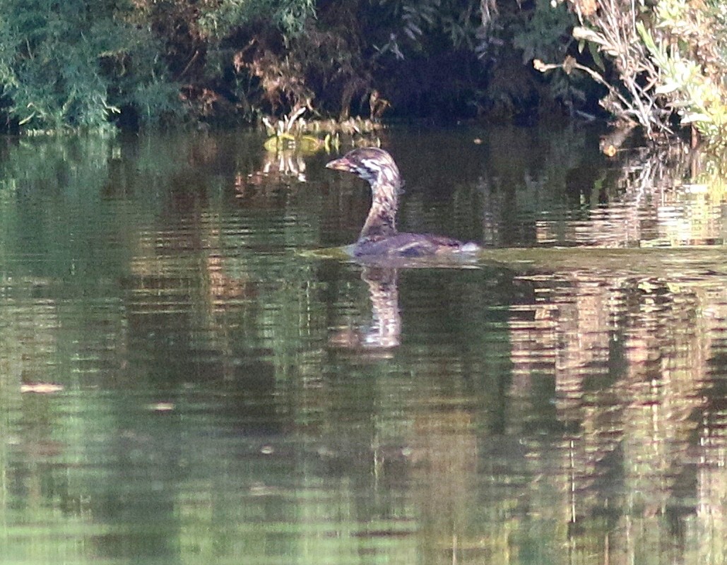 Pied-billed Grebe - ML623417637