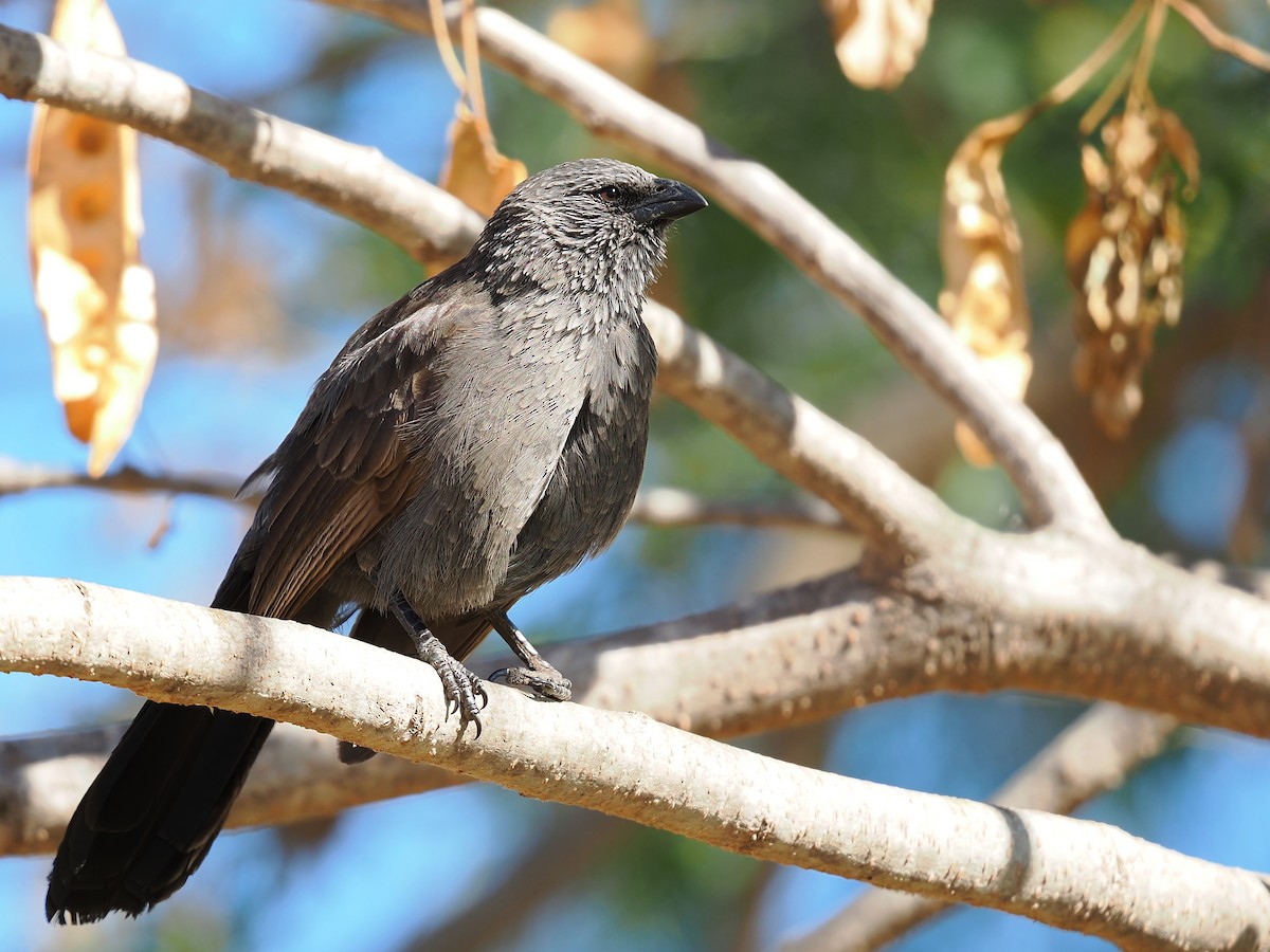 Apostlebird - ML623417647