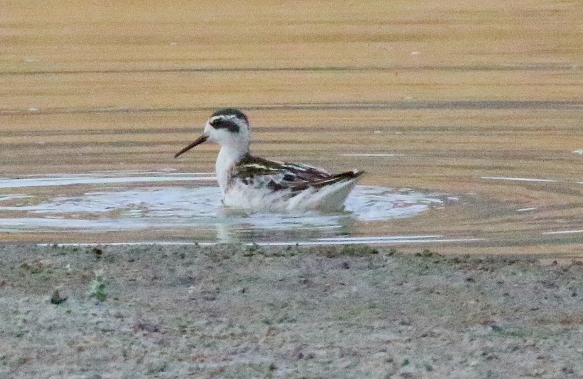 Red-necked Phalarope - ML623417648